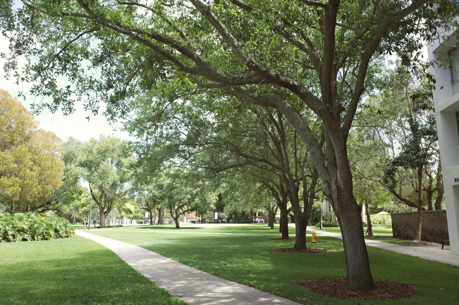 A tree-lined college campus walkway with students crossing between buildings